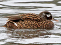 Laysan Duck